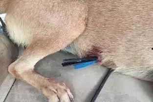 娱乐圈爆料流浪狗被抓,流浪狗被抓引发关注，背后真相令人唏嘘